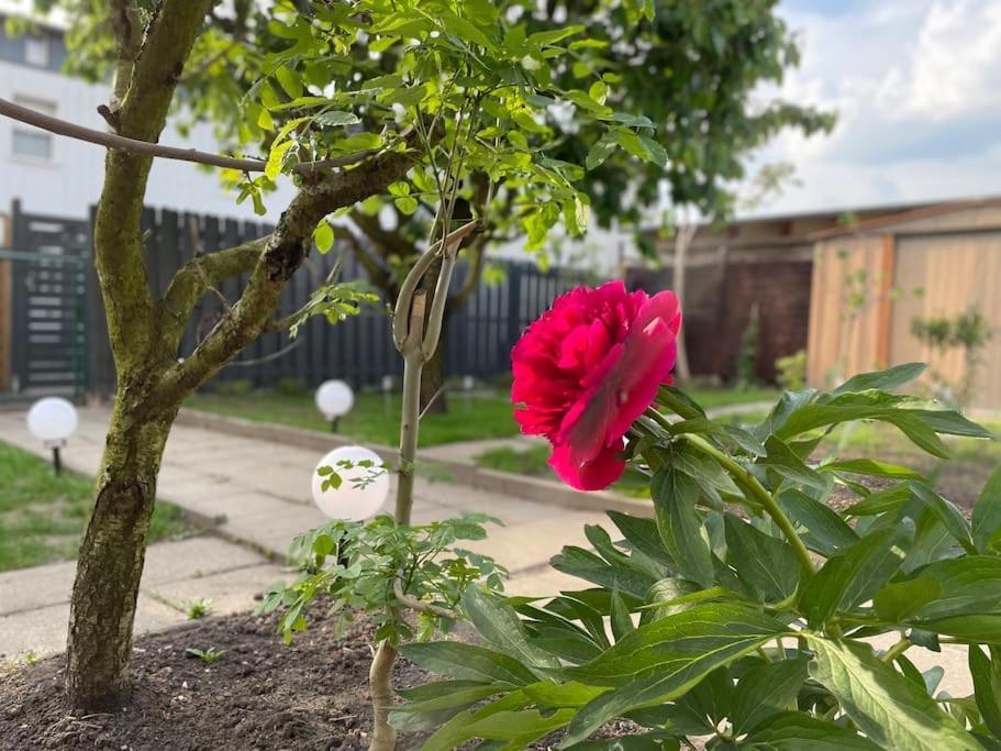 Schoenes Reihenhaus Mit Garten 马格德堡 外观 照片
